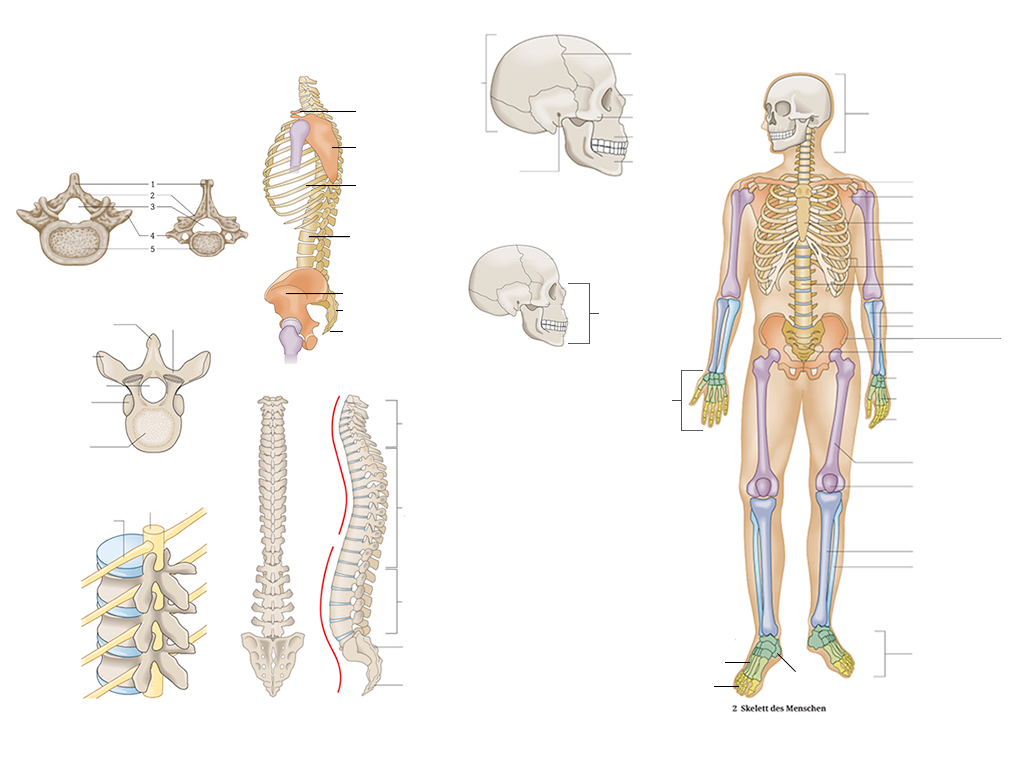 Skeleton